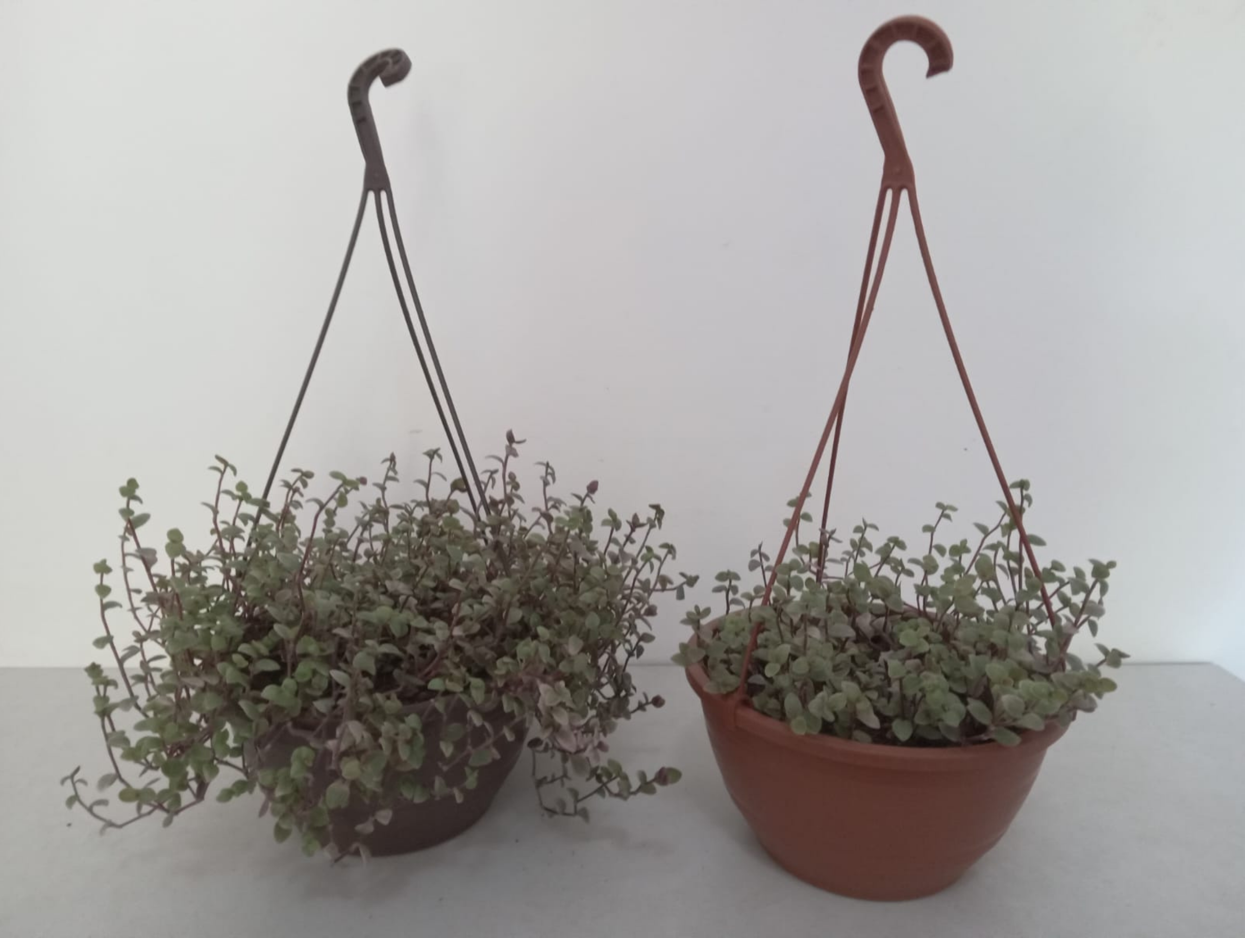 01.Essência Verde 81.9.9811.3945