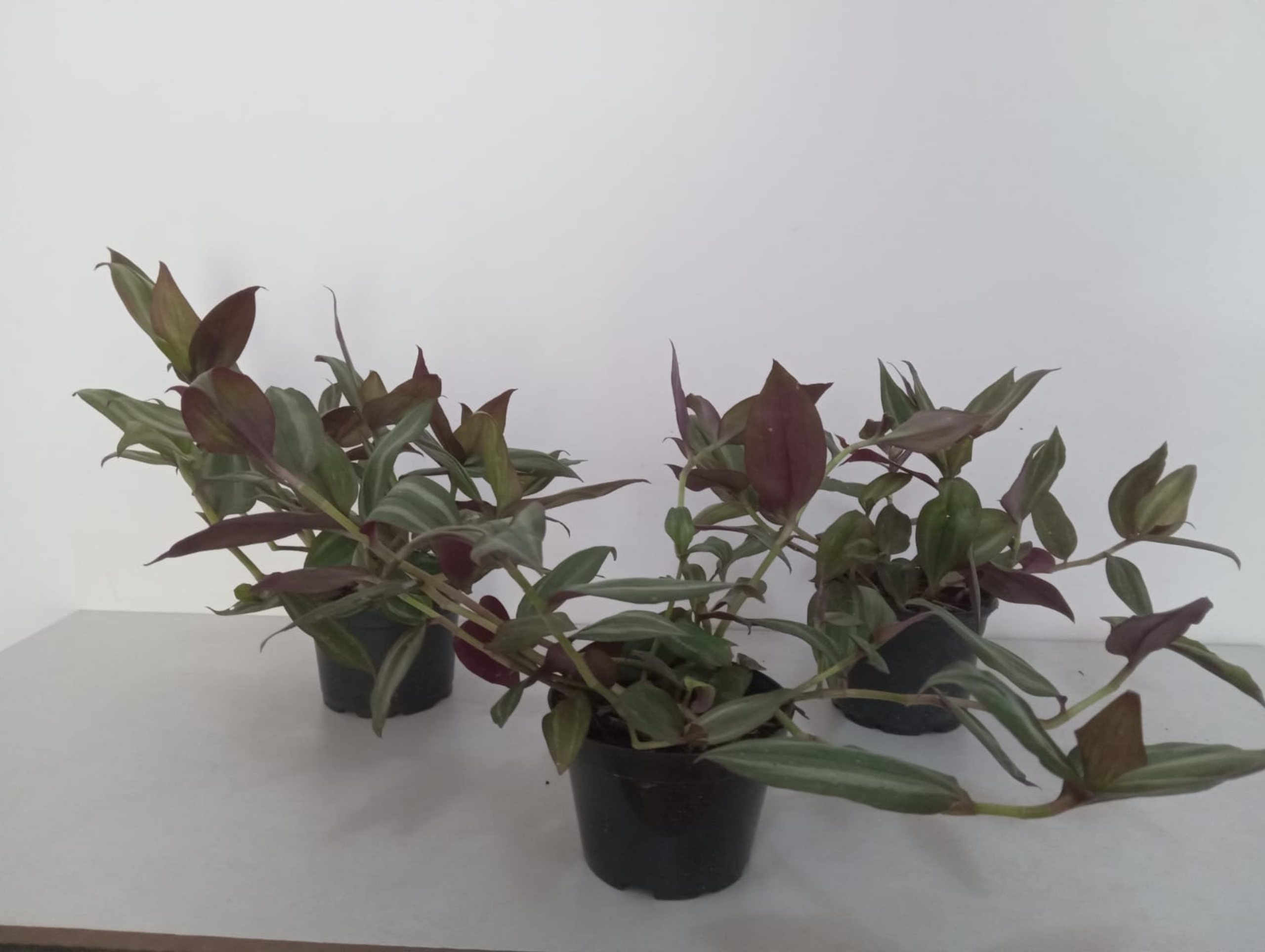 02.Essência Verde 81.9.9811.3945