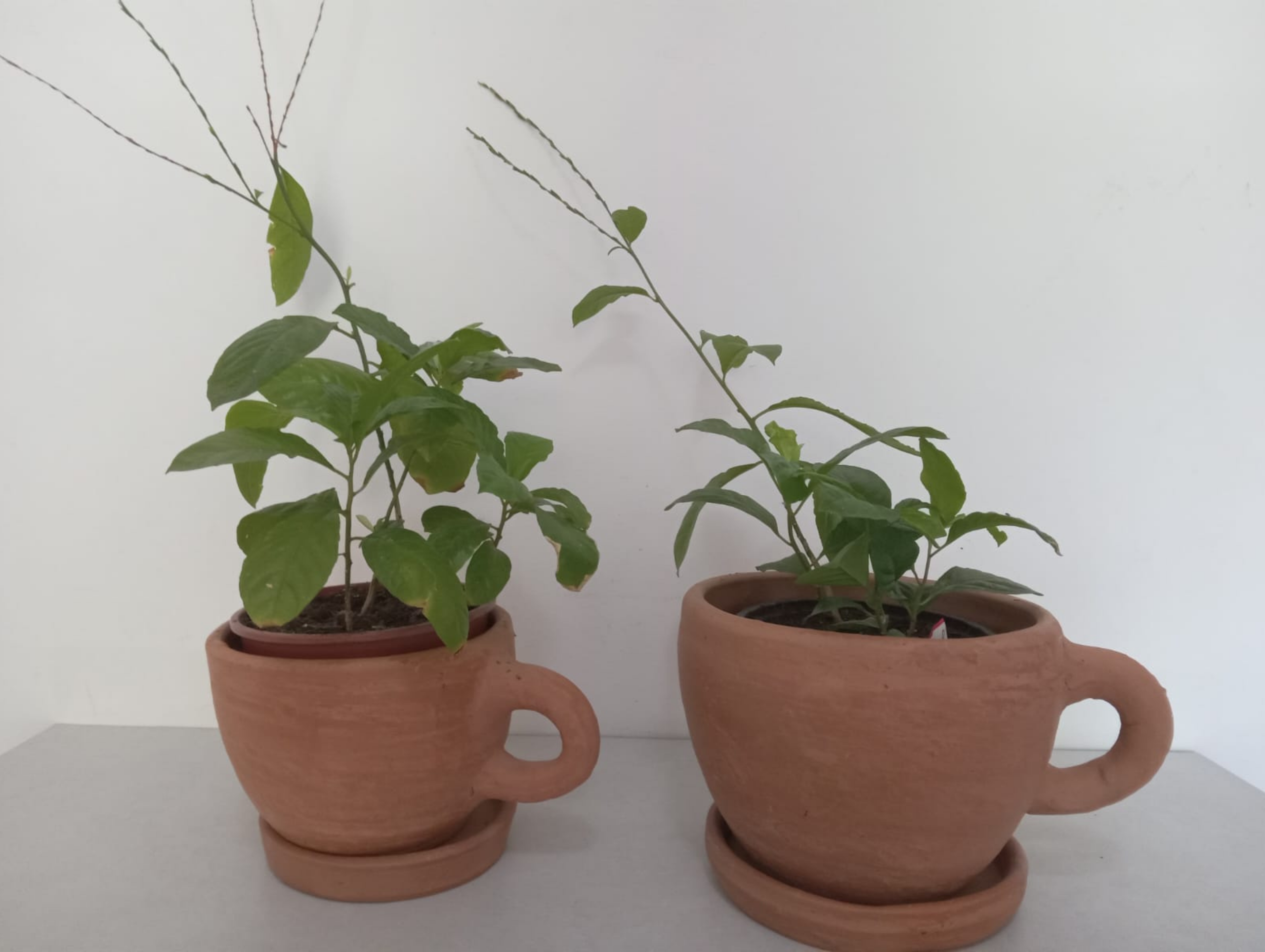 03.Essência Verde 81.9.9811.3945