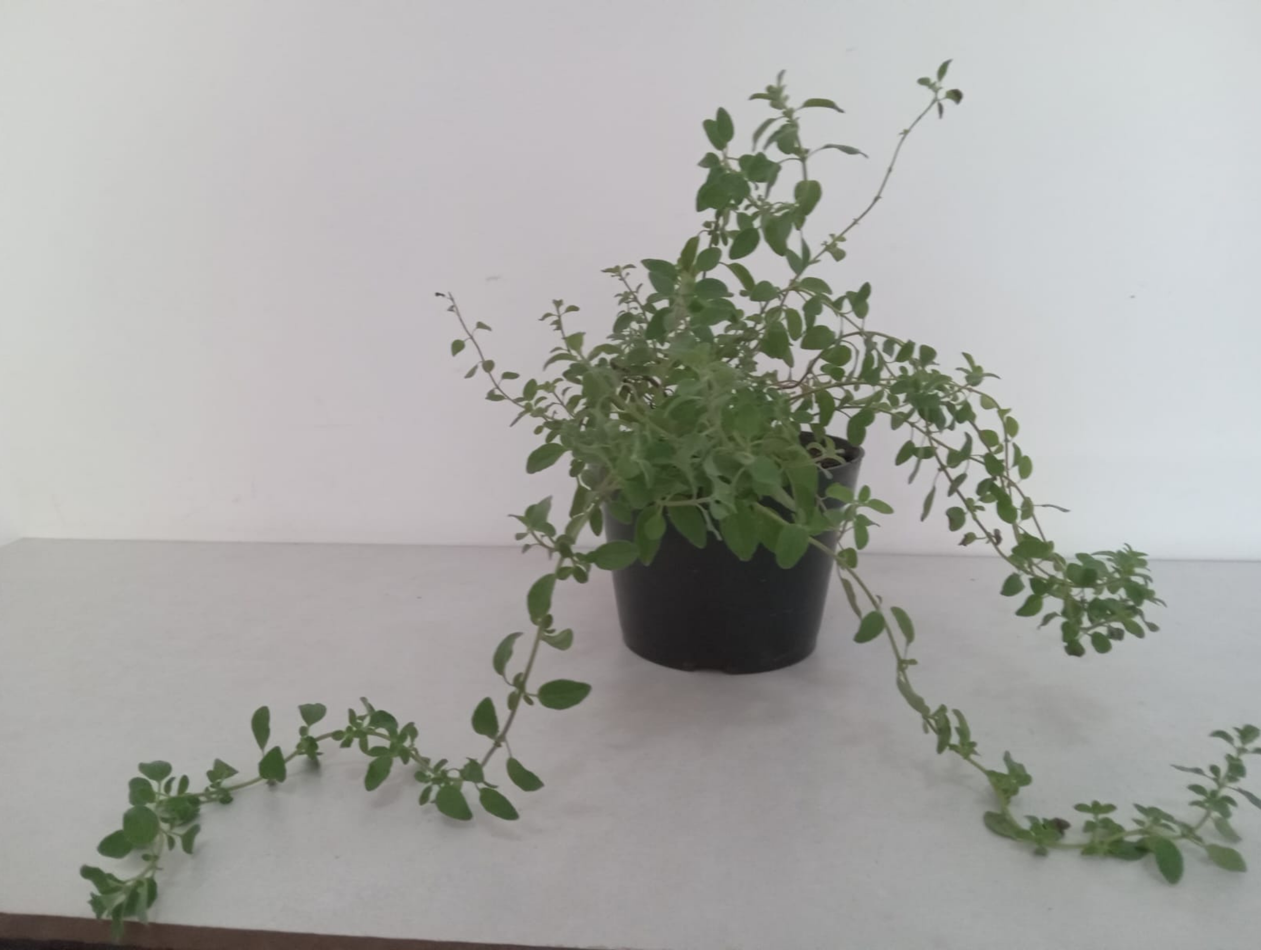 04.Essência Verde 81.9.9811.3945