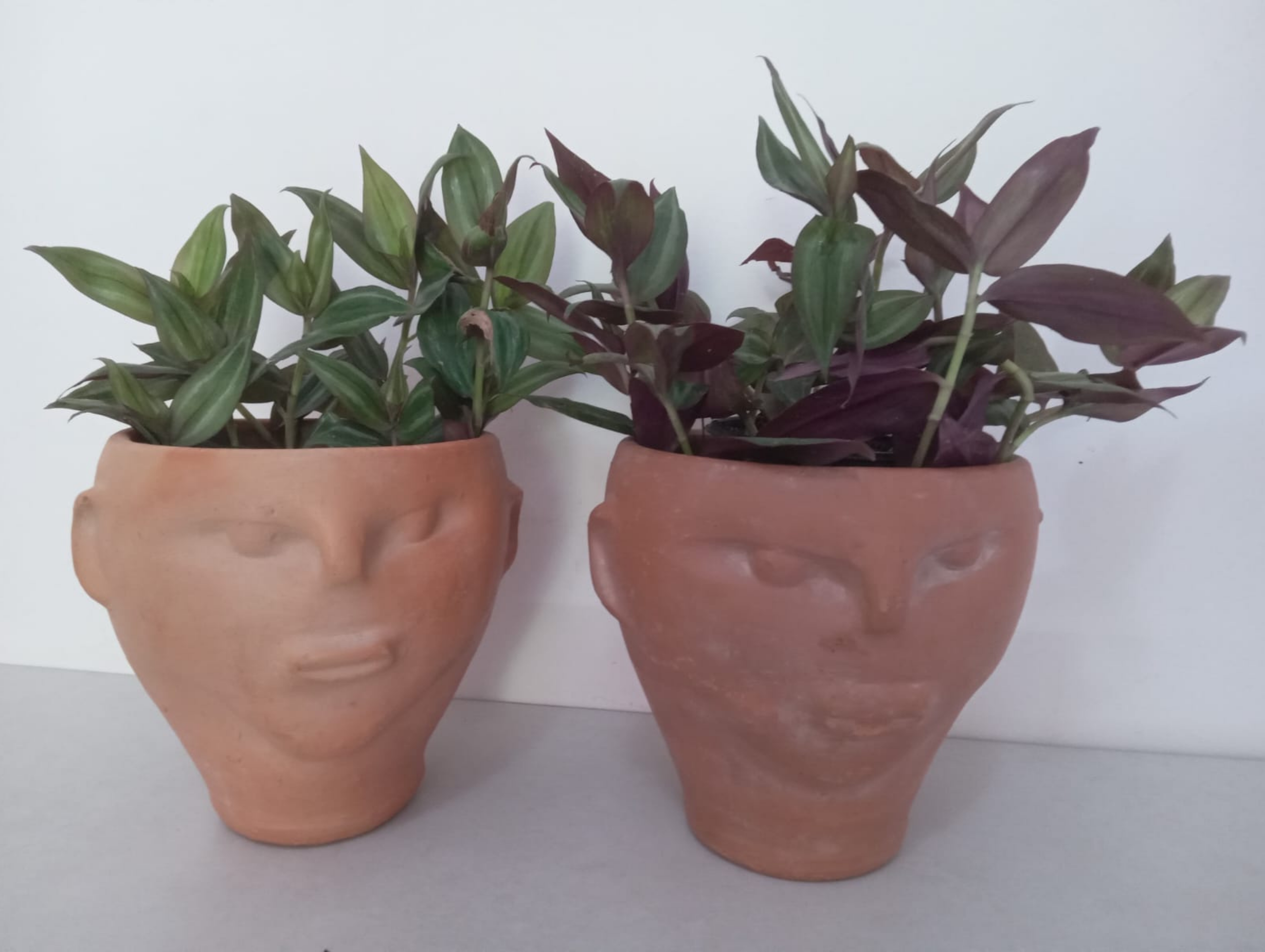 05.Essência Verde 81.9.9811.3945