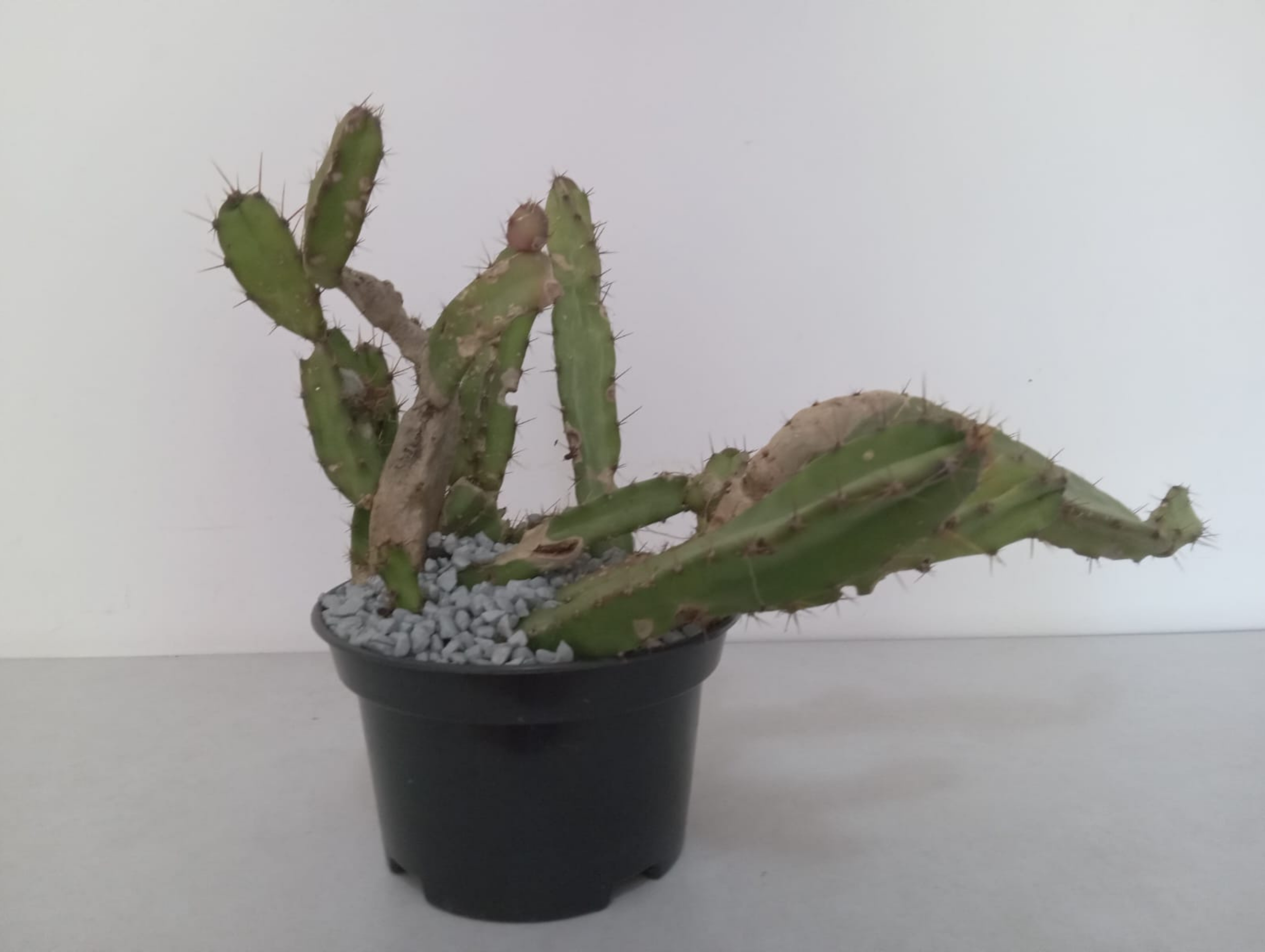 06.Essência Verde 81.9.9811.3945