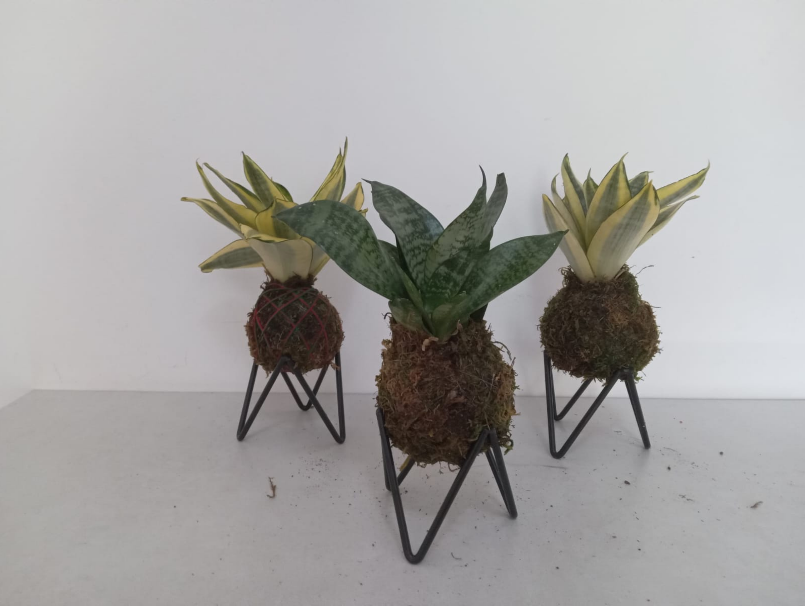 07.Essência Verde 81.9.9811.3945