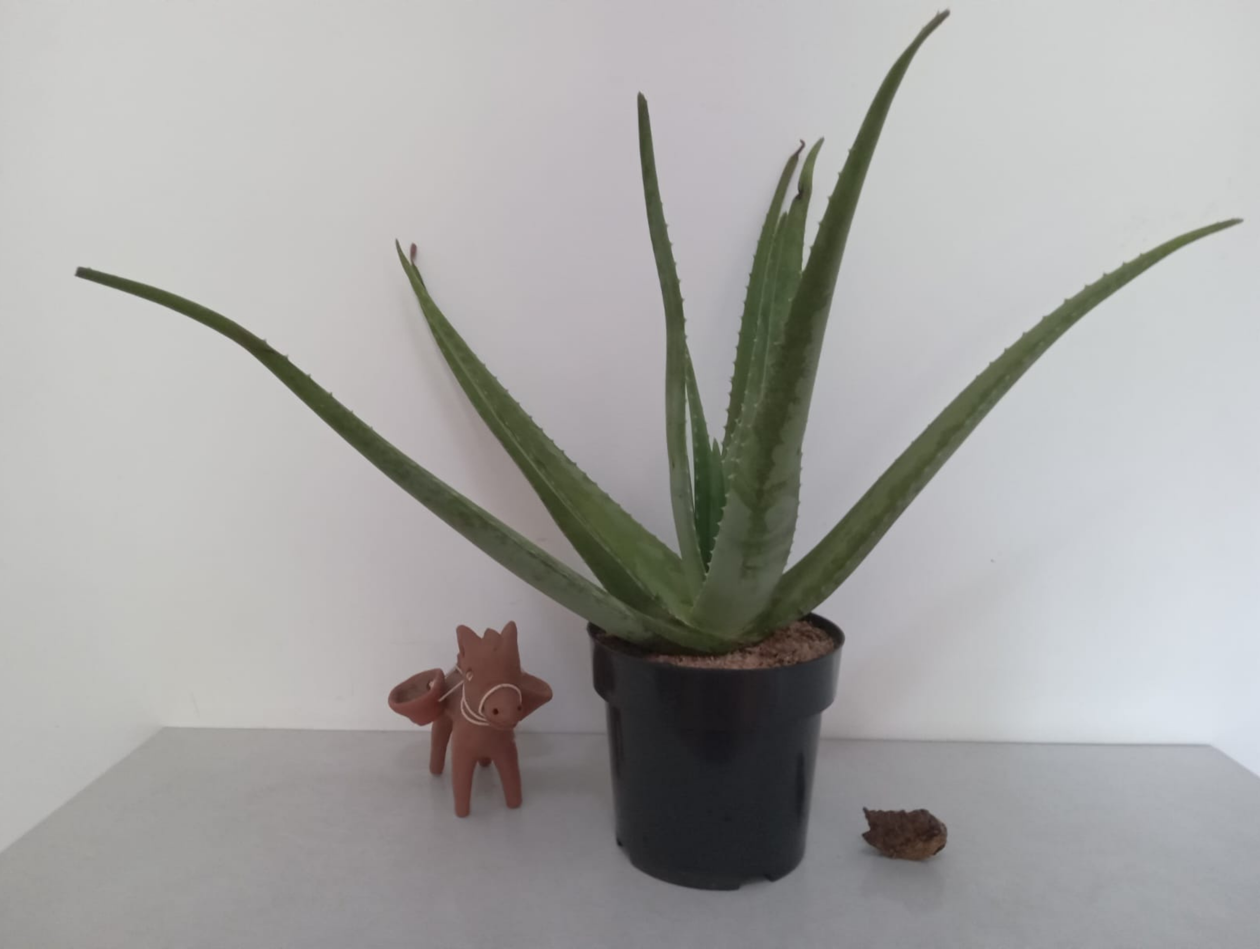 08.Essência Verde 81.9.9811.3945