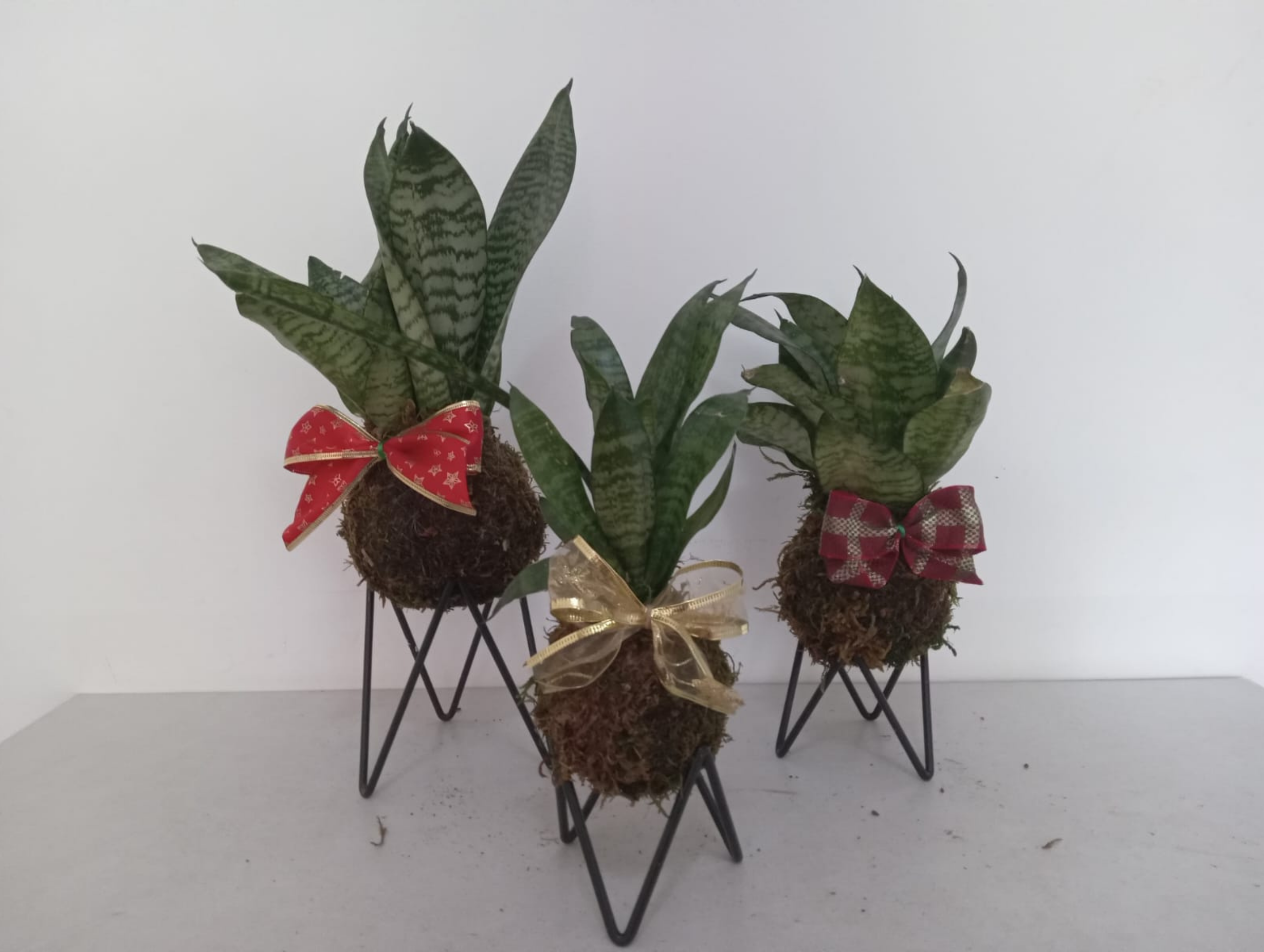 09.Essência Verde 81.9.9811.3945