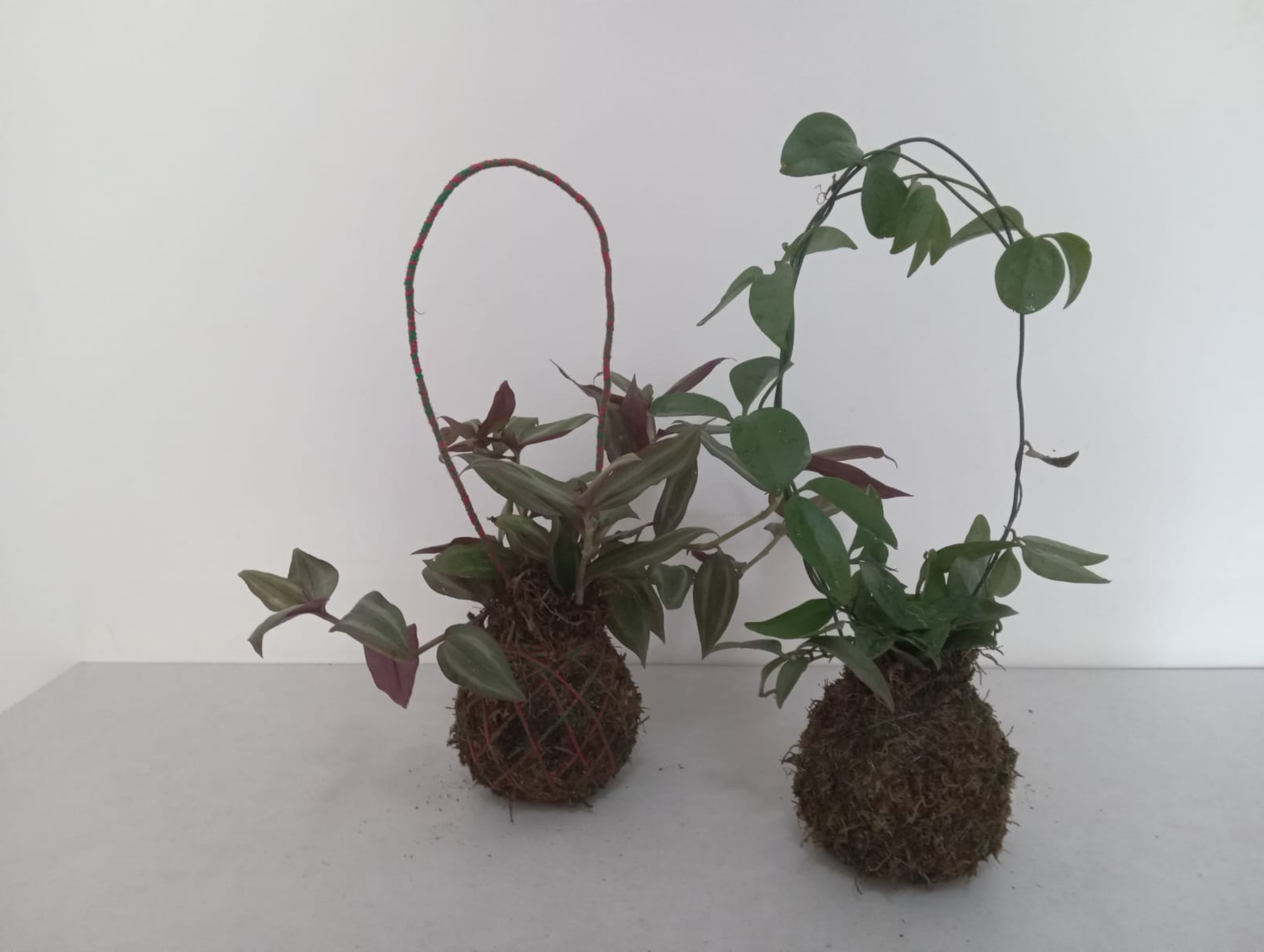 11.Essência Verde 81.9.9811.3945