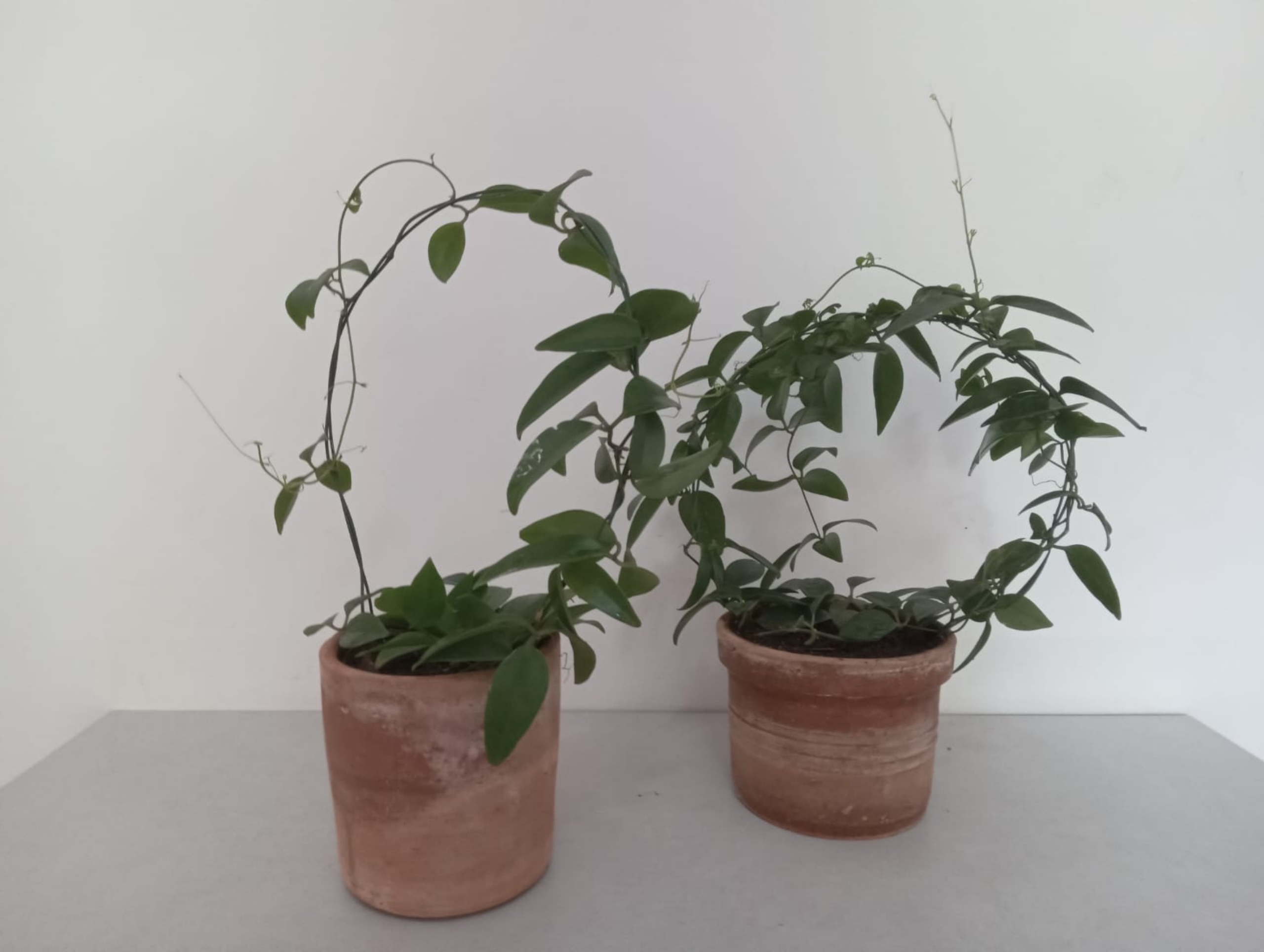 12.Essência Verde 81.9.9811.3945