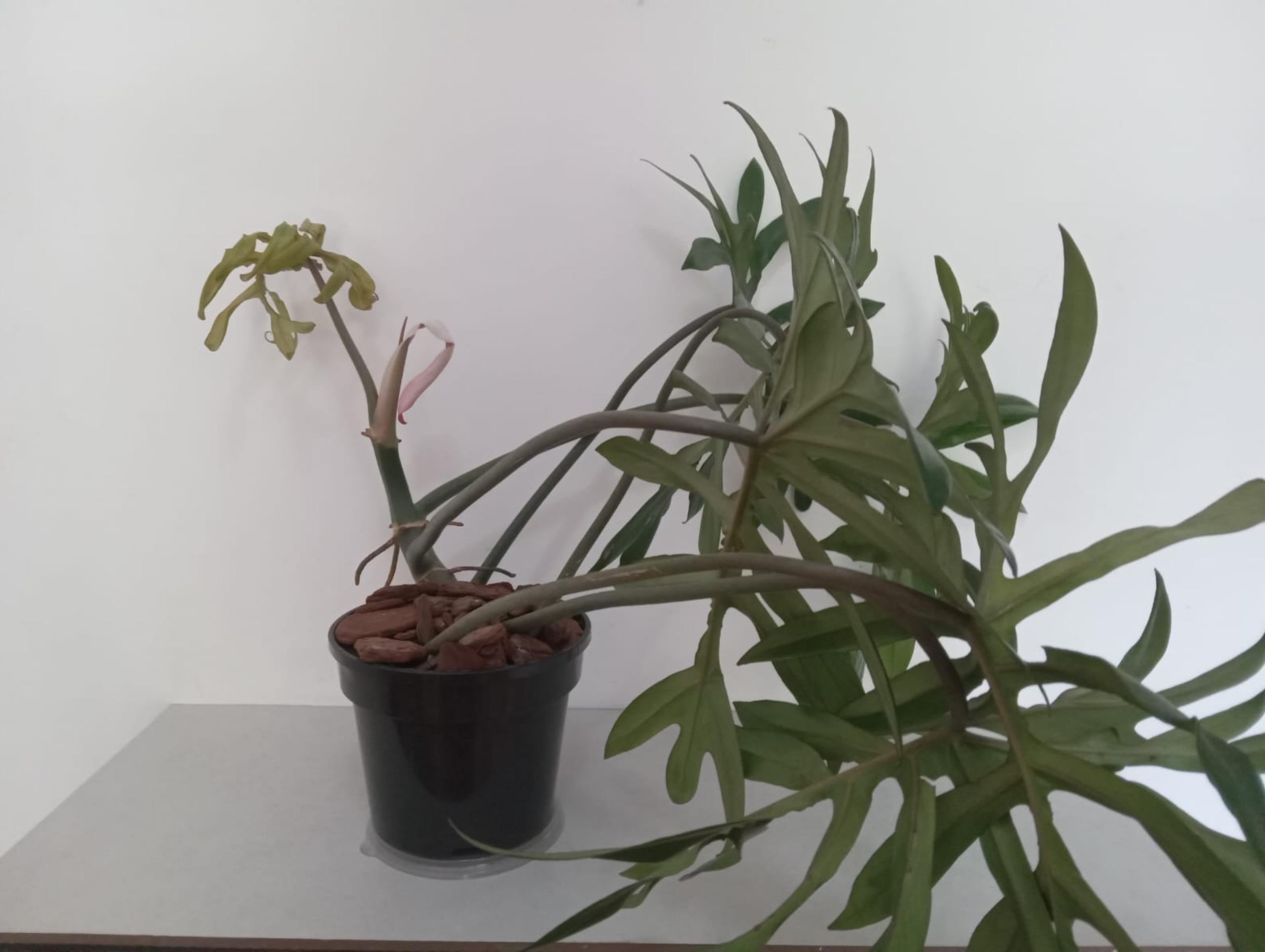 14.Essência Verde 81.9.9811.3945