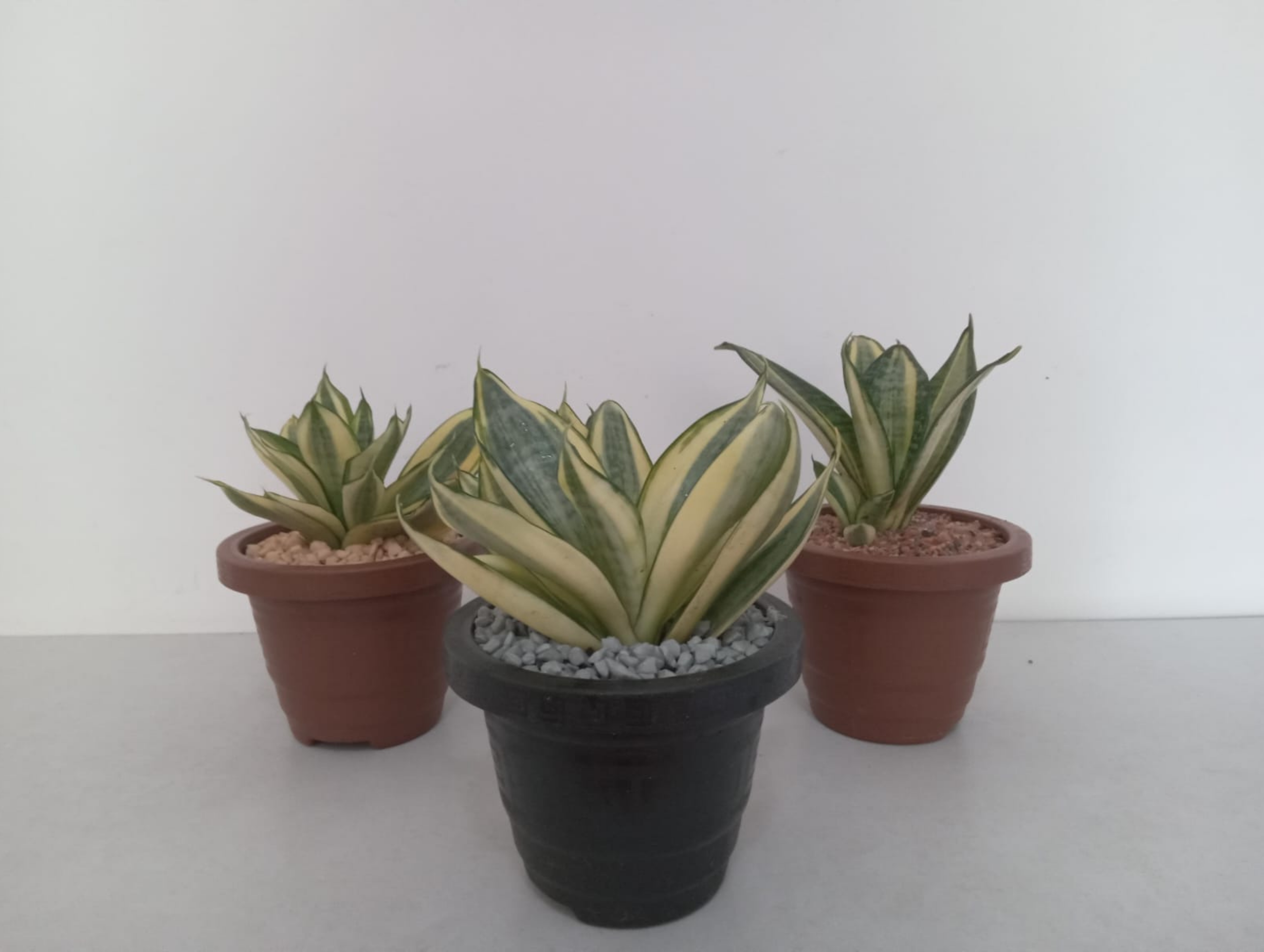 15.Essência Verde 81.9.9811.3945