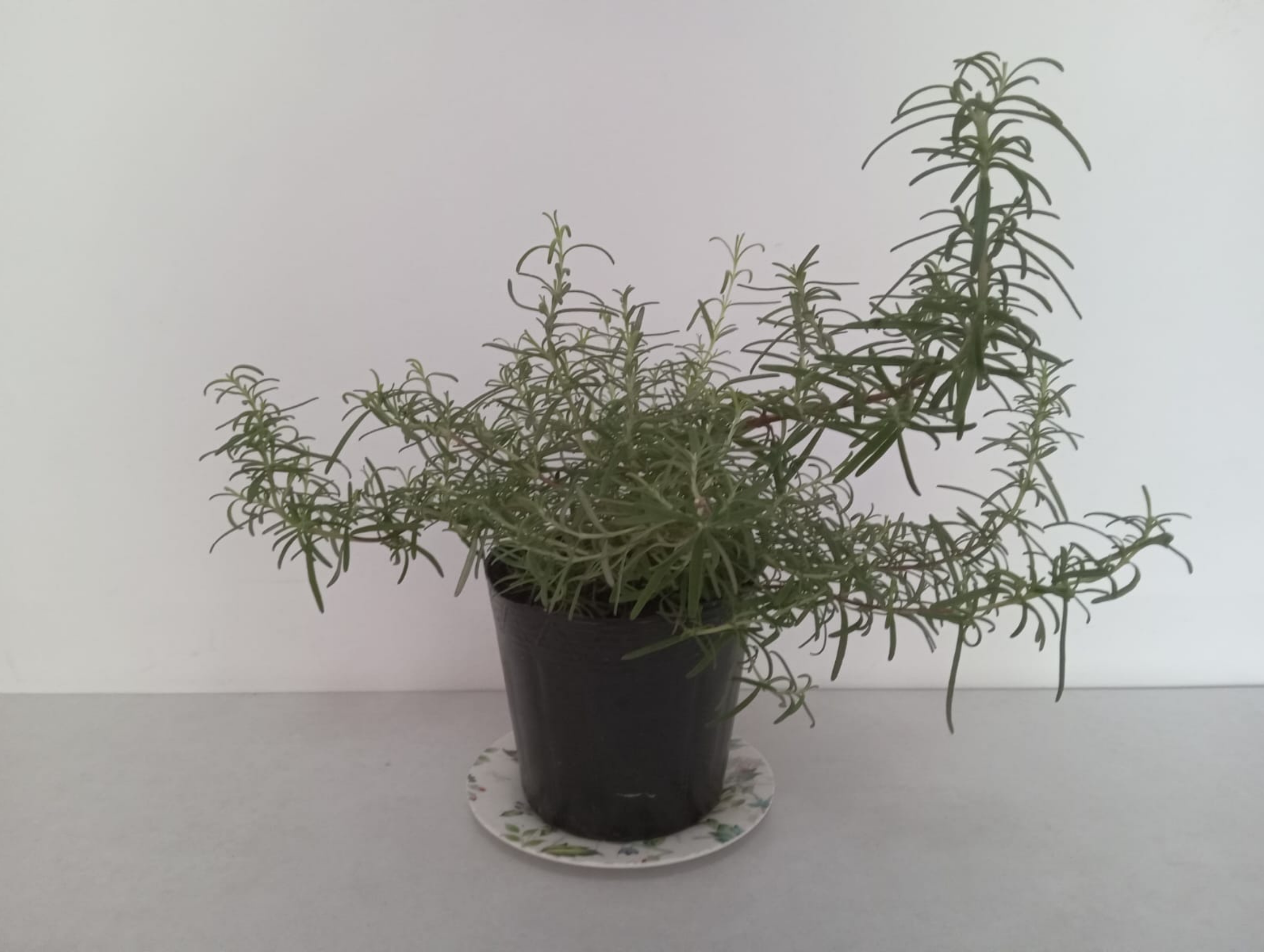 16.Essência Verde 81.9.9811.3945